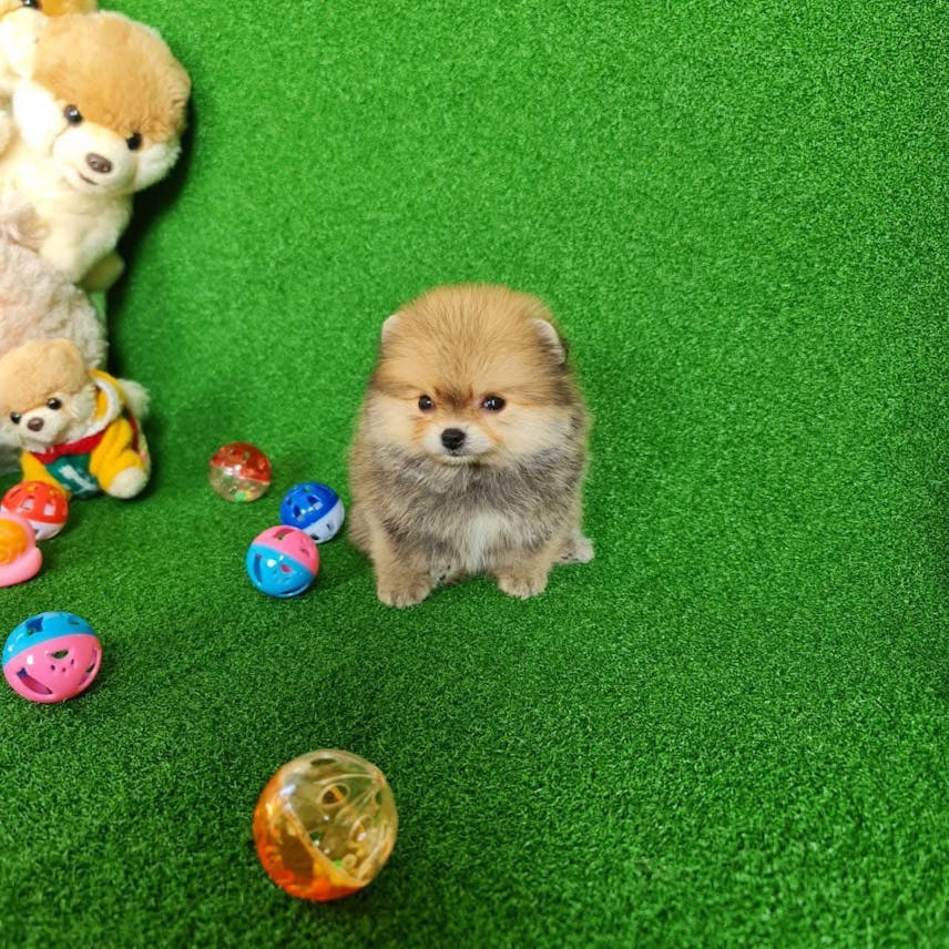 Teacup Pomeranian for sale